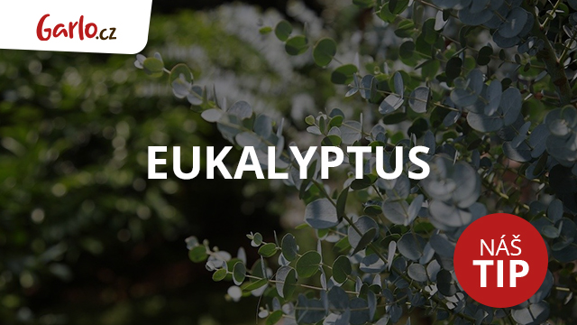 Eukalyptus